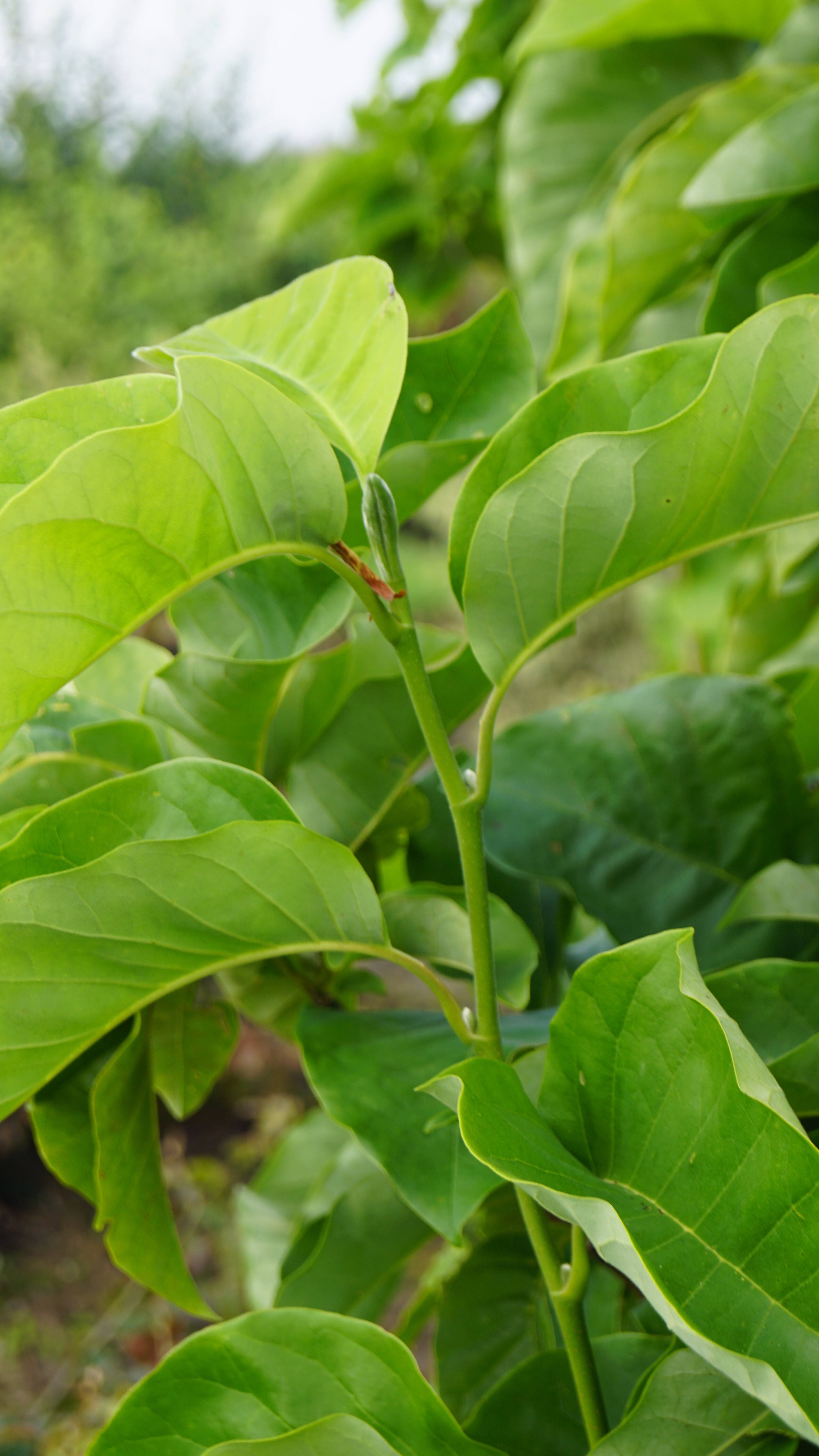 Magnolia 'Yellow Fever' (4)